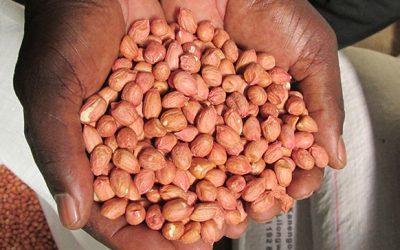 Small Holder Farmers and the ground nut market: