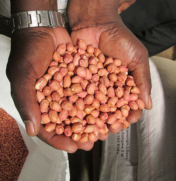 Small Holder Farmers and the ground nut market: